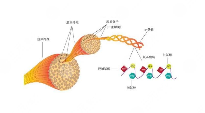 注射胶原蛋白能维持多长时间?