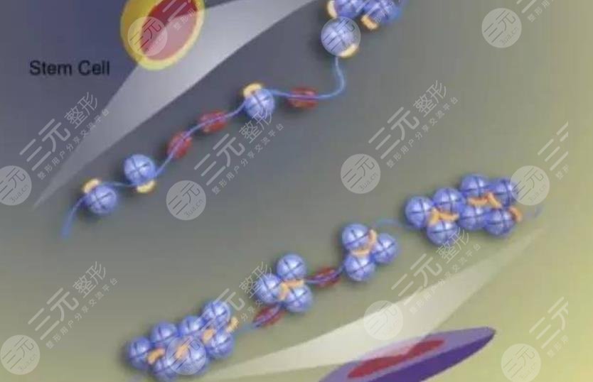 d+cell350打了能维持多久